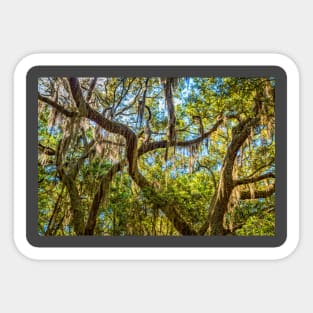 Cumberland Island National Seashore Sticker